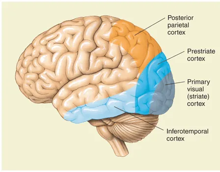 /projects/ml/dl/feedforward/ch1/
primary-visual.png /projects/ml/dl/feedforward/ch1/
primary-visual.png