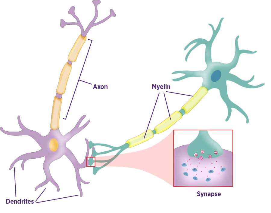 /projects/ml/supervised/classification/perceptron/
synapse.jpg